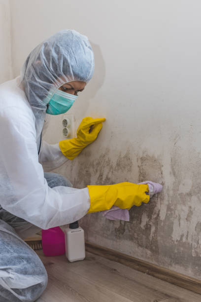 Best Water Damage & Mold Remediation  in Sharon, PA